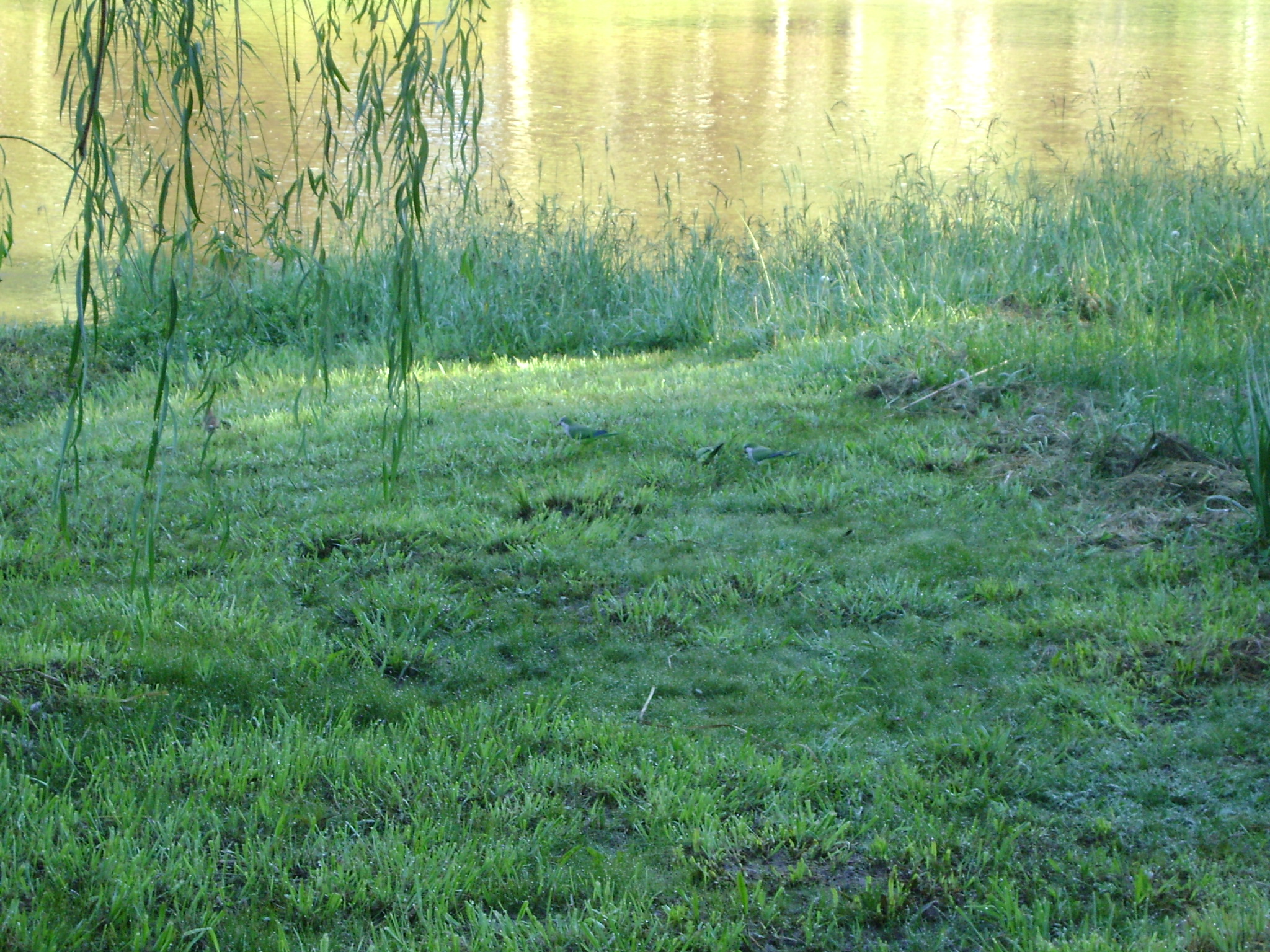 fotos/2011 - Los Reartes/DSC03557.JPG